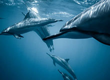 FIBA官方为欧锦赛半决赛预热：德国男篮or芬兰男篮？